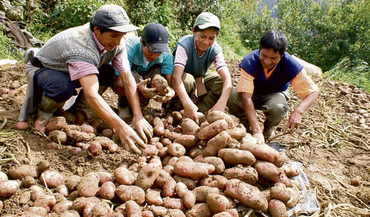 PERÃš NO TIENE UNA POLÃTICA DE SEGURIDAD ALIMENTARIA DEFINIDA