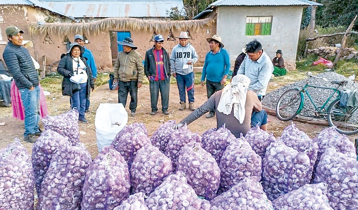 �PUNO: PRODUCTORES DE ACORA VENDEN AJO A MERCADOS DE LIMA Y EXTRANJERO