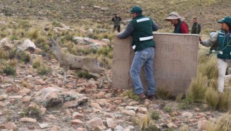 ASÃ LIBERARON A LA TARUCA ENCONTRADA EN CALLE DE AREQUIPA QUE ERA PERSEGUIDA POR PERROS