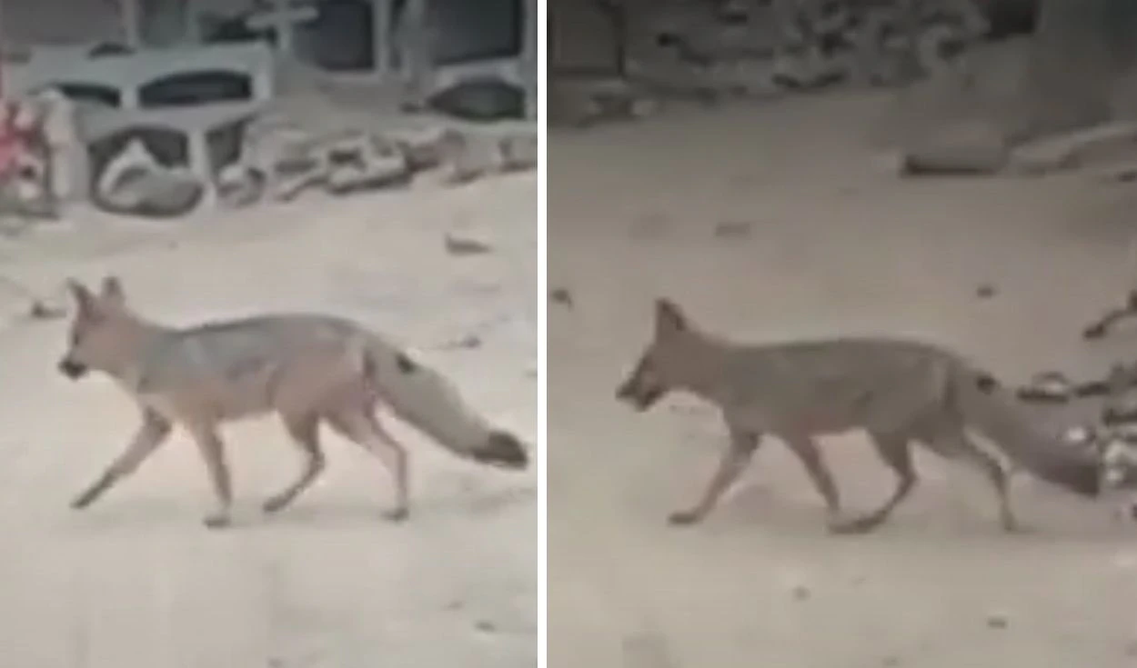 �Â¿EL SUCESOR DE â€œRUN RUNâ€? VECINOS DE COMAS REPORTAN PRESENCIA DE UN ZORRO ANDINO LLAMADO â€œJUANECOâ€