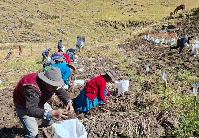 MIDAGRI: INIA COSECHA MÁS DE 9 MIL SEMILLAS DE PAPA NATIVA DE ALTO VALOR PARA MEJORAR CALIDAD DEL TUBÉRCULO EN APURÍMAC